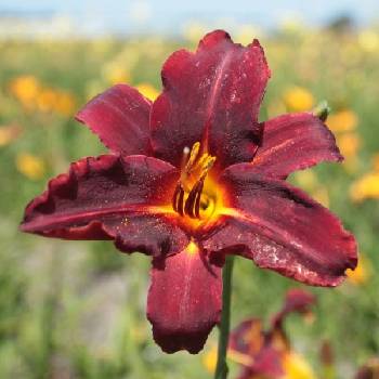 Лилейник Hemerocallis ‘Chicago Blackout’ 